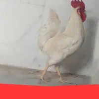 فروش انگشترسفید