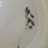 کت فیش آلبینو و مشکی|ماهی|شیراز, کوشک میدان|دیوار