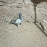 گمشده