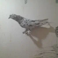 کبوتر فروشی|پرنده|شیراز, شهرک رضوان|دیوار