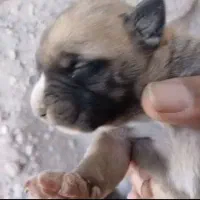 پیتبول ماده و توله|سگ|رفسنجان, |دیوار