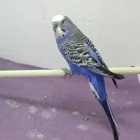 مرغ عشق نر