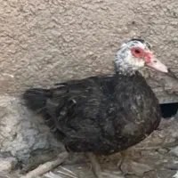 اردک اسرائیلی بالغ