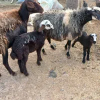 میش|حیوانات مزرعه|قیدار, |دیوار