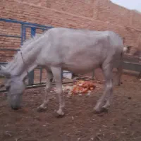 مادیون‌‌آبستن وسرحال