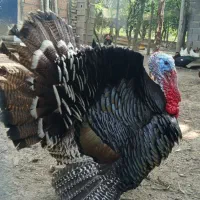 بوقلمون‌ نر