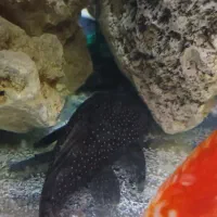 اکواریوم ماهیران کامل باماهی|ماهی|وحیدیه, |دیوار