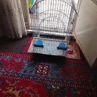 قفس 1033