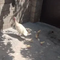 یک باقلمون با 7تا جوجه