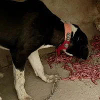 واگذاری توله سگ افغان اصیل