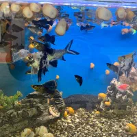 ماهی ،حلزون|ماهی|اسفرورین, |دیوار