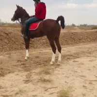 مادیان ۴ساله همراه کره ۱۰روزه نوه سهراب کبیر