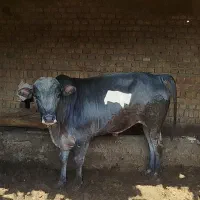 گوساله نر