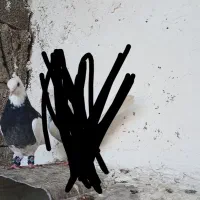 طوقی سیاه ماده|پرنده|نورآباد ممسنی, |دیوار