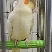 عروس هلندی گمشده|پرنده|نوشهر, |دیوار