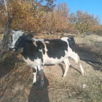 گاو|حیوانات مزرعه|پادنا علیا, |دیوار