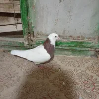 طوقی و ریش|پرنده|مود, |دیوار