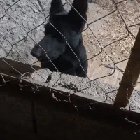 واگذاری ژرمن