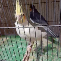 عروس هلندی دست آموز سخنگو