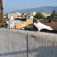 کبوتر طوقی|پرنده|دلند, |دیوار