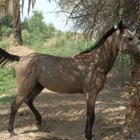 اسب