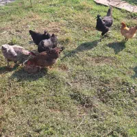 فروش چند عدد مرغ مینیاتوری در باغ و علفزار