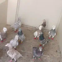 کفتر سرور آلمانی هفت رنگ طوقی هفت رنگ