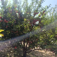 سیب|خوردنی و آشامیدنی|بیجار, |دیوار