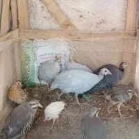 فروش 4 عدد مرغ شاخدار 6 ماهه|حیوانات مزرعه|شیراز, گلشن|دیوار
