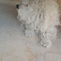 سگ اپارتمانی قیمت ۵ملیون تخفیف کوچیکی  میدم