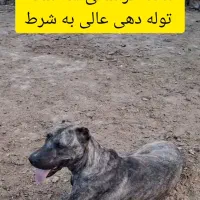 ماده سگ های خراسانی و سرابی اصیل|سگ|ورامین, ورامین|دیوار