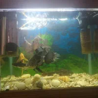 ماهی اسکار و پنگوسی لجنخوار معاوضه با سهره و قناری|ماهی|بومهن, |دیوار