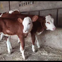 عرضه فروش گوساله ۱۰۰ کیلو الی ۴۰۰ کیلو|حیوانات مزرعه|مشهد, حرم مطهر رضوی|دیوار