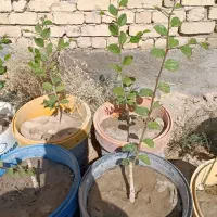 نهال کنارپیوندی تایلندی و سیبی بدون هسته ۵۵۰ تومن