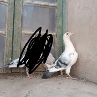 کفتر نسل دار|پرنده|بیرجند, |دیوار
