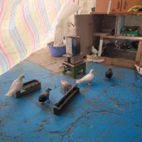 کودکبوتر|حراج|تبریز, |دیوار