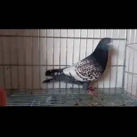 ۱۲۰تا کبوترشهرستانی اول بخون بعد تماس بگیر|پرنده|تهران, سبلان (لشگر)|دیوار