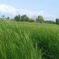 ۳هزارمتر زمین کشاورزی سیابیل ،رضوانشهر|فروش زمین و ملک کلنگی|رضوانشهر, |دیوار