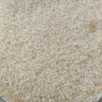 فروش نیمدانه طارم صدری هاشمی