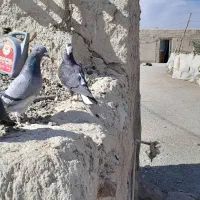 سبز و مگس|پرنده|خاش, |دیوار