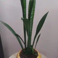 گل طبیعی