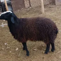 قوچ اصیل شال