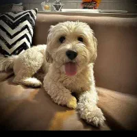 سگ چهار ساله تریر