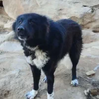 سگ نر قدر جونی هیکلی