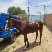 اسب نریون سرحال|اسب و تجهیزات اسبسواری|جوین, |دیوار