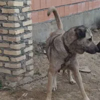 سگ پژدر ماده