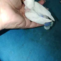 جوجه کوتوله برزیلی|پرنده|گلپایگان, |دیوار