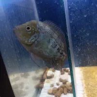 فلاور|ماهی|اهواز, کمپلو جنوبی|دیوار