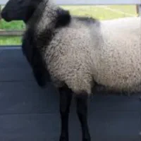 گوسفند زنده  قصاب ماهر