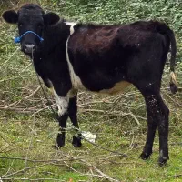 دورگ بی شاخ (لیشه)